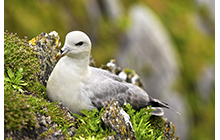Fulmars are long lived birds with records showing  one bird ringed as a chick, still breeding well at the age of 35