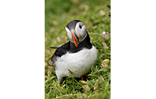 As you walk the lower pathway on Skellig Michael, you will come in close proximity to Puffins as they fly to and from their Burrows, giving you the chance to view and photograph them from only a few meters away in places