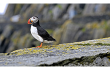 Skellig Michael is home to thousands of Atlantic puffins, at least for part of the year